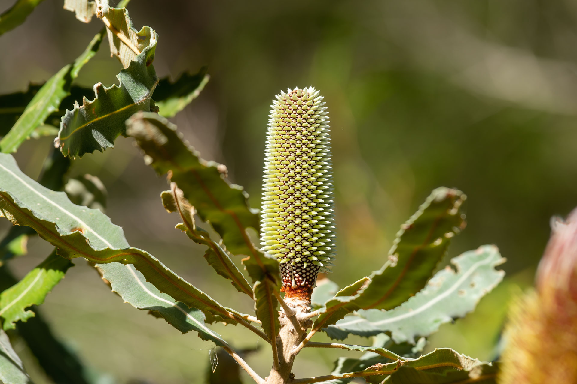 Yanchep National Park - Banksien